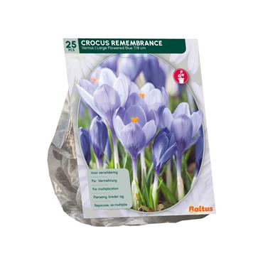 CROCUS BLUE X 25