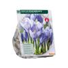 CROCUS BLUE X 25