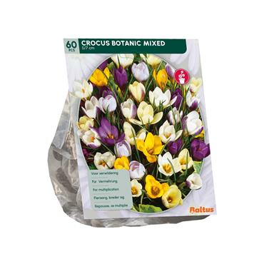 CROCUS BOTANISCH MIX X 60
