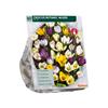 CROCUS BOTANISCH MIX X 60