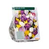 CROCUS MIX X 30