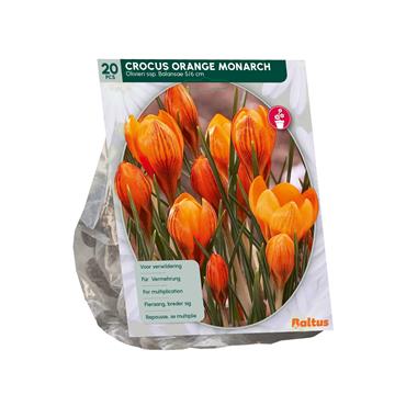 CROCUS ORANGE MONARCH X 20