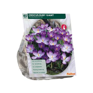 CROCUS RUBY GIANT X 40
