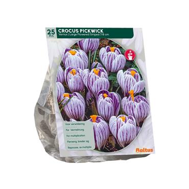 CROCUS STRIPED X 25