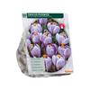 CROCUS STRIPED X 25