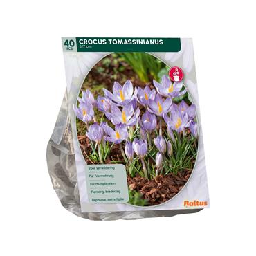 CROCUS TOMASSINIANUS X 40