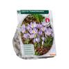 CROCUS TOMASSINIANUS X 40