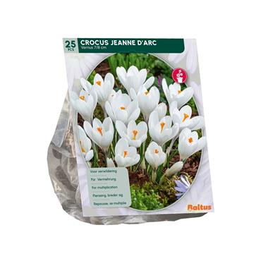 CROCUS WHITE X 25