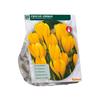 CROCUS YELLOW X 25
