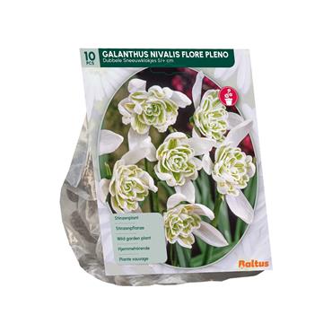 GALANTHUS NIVALIS FLORE PLENO X 10