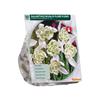 GALANTHUS NIVALIS FLORE PLENO X 10