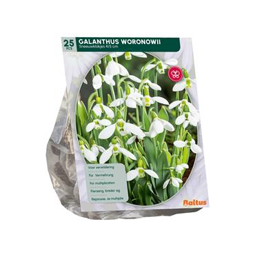GALANTHUS WORONOWII X 25