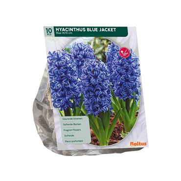 HYACINTH BLUE JACKET X 10