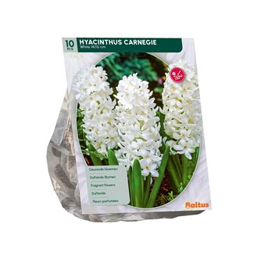 HYACINTH CARNEGIE X 10