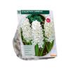 HYACINTH CARNEGIE X 10