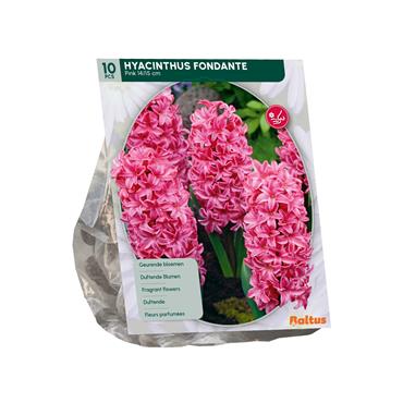 HYACINTH FONDANTE X 10