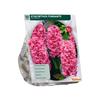 HYACINTH FONDANTE X 10