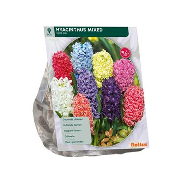HYACINTH MIX X 9