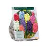 HYACINTH MIX X 9