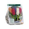 HYACINTH PREPARED MIX X 3