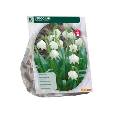 LEUCOJUM X 10