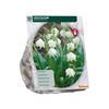 LEUCOJUM X 10