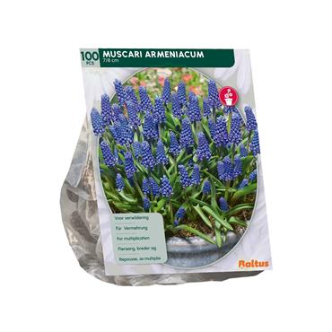 MUSCARI ARMENIACUM X 100