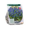 MUSCARI ARMENIACUM X 100