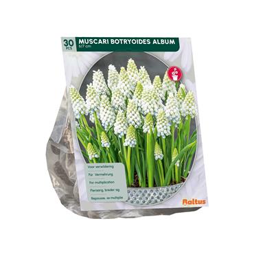 MUSCARI BOTRYOIDES ALBUM X 30