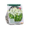 MUSCARI BOTRYOIDES ALBUM X 30
