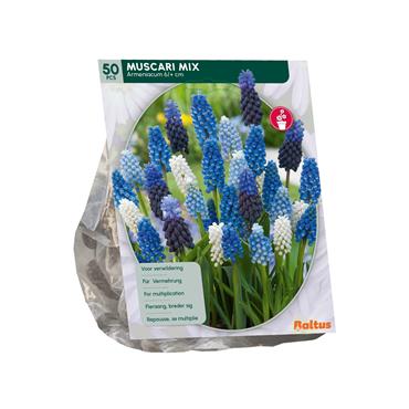 MUSCARI MIX X 50
