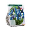 MUSCARI MIX X 50