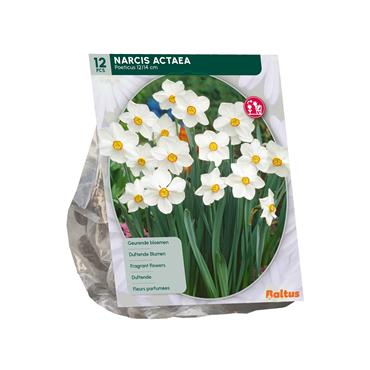 NARCISSUS ACTEA X 12