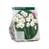 NARCISSUS ACTEA X 12