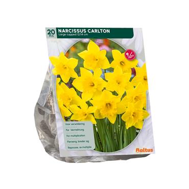 NARCISSUS CARLTON X 20