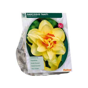 NARCISSUS TAHITI X 10