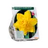 NARCISSUS GOLDEN DUCAT X 15