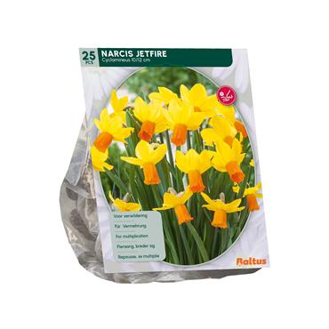 NARCISSUS JETFIRE X 25