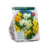 NARCISSUS MINI MIX X 25