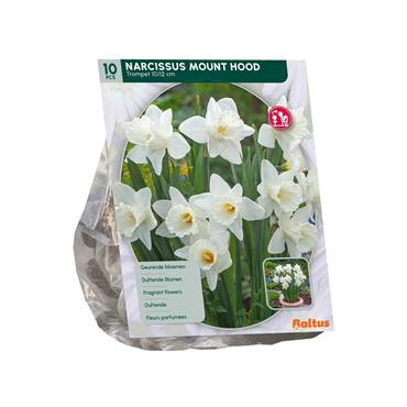 NARCISSUS MOUNT HOOD X 10
