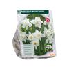 NARCISSUS MOUNT HOOD X 10