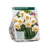 NARCISSUS SALOME X 10