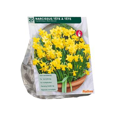 NARCISSUS TÊTE À TÊTE X 20