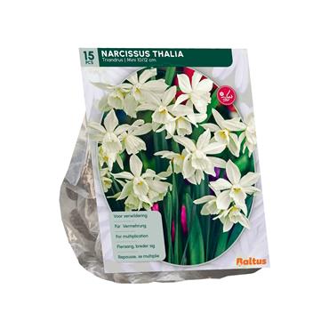 NARCISSUS THALIA X 15
