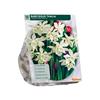 NARCISSUS THALIA X 15