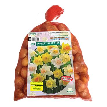 NARCISSUS TRUMPET MIX X 100
