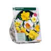 NARCISSUS TROMPET MIX X 15