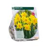 NARCISSUS TRUMPET YELLOW X 15