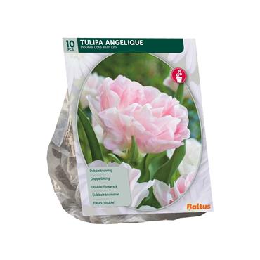 TULIPA ANGELIQUE X 10