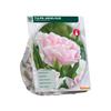 TULIPA ANGELIQUE X 10